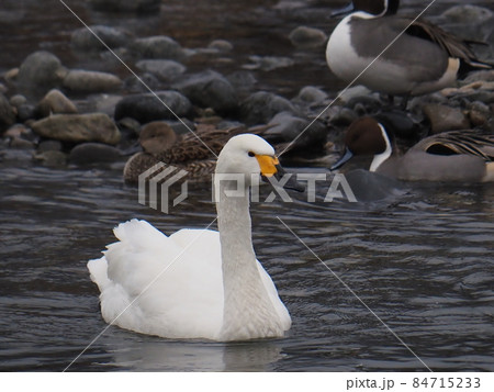 安曇野の湖を泳ぐ白鳥一羽 安曇野の湖を泳ぐ白鳥一羽 84715233