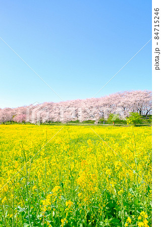 権現堂桜堤 84715246