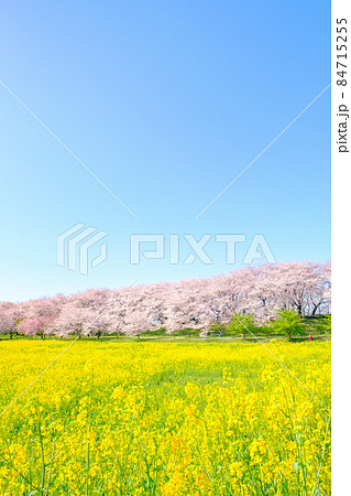 権現堂桜堤 権現堂桜堤 84715255