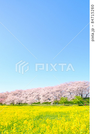 権現堂桜堤 権現堂桜堤 84715260