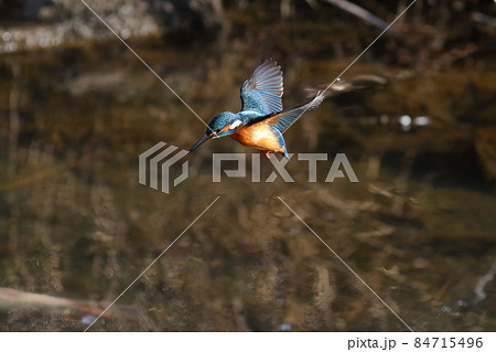 ホバリングして魚を捕まえるため川に飛び込もうとするカワセミ 84715496