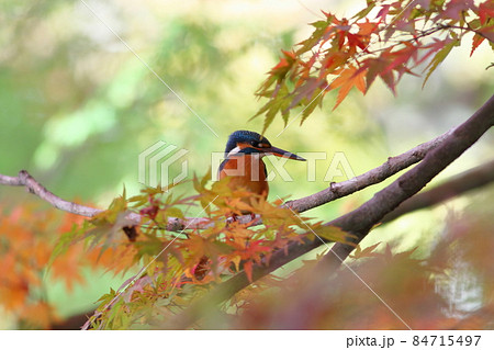 紅葉したモミジの木でたたずむカワセミ 84715497