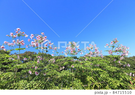青空に向かって伸びる皇帝ダリア　　  84715510