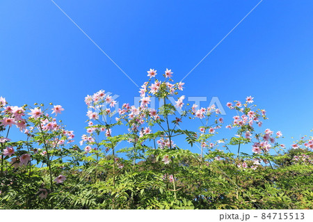 青空に向かって伸びる皇帝ダリア　　  84715513