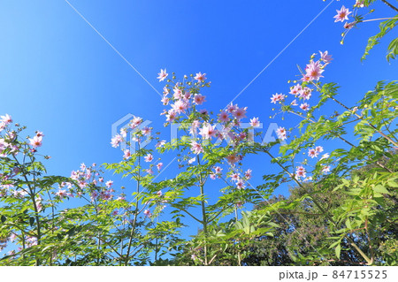青空に向かって伸びる皇帝ダリア　　  84715525
