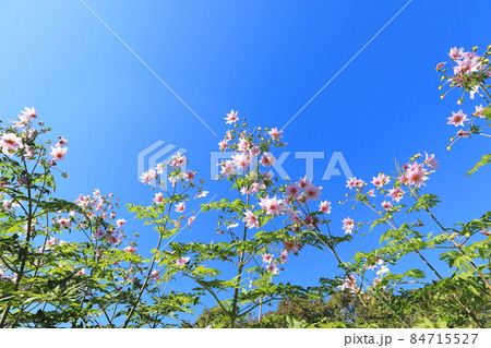 青空に向かって伸びる皇帝ダリア　　  84715527