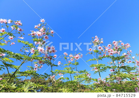 青空に向かって伸びる皇帝ダリア　　  84715529