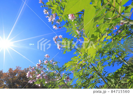 太陽に向かって伸びる皇帝ダリア 太陽に向かって伸びる皇帝ダリア 84715560