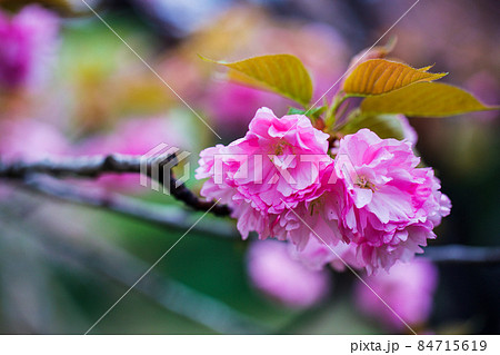 花 フラワー お花 84715619