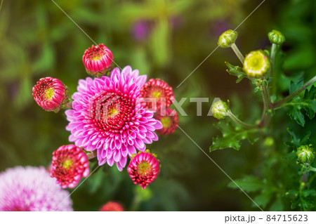 花 フラワー お花 84715623