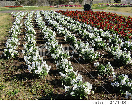 可愛い赤色と白色の花はビオラの花 可愛い赤色と白色の花はビオラの花 84715849