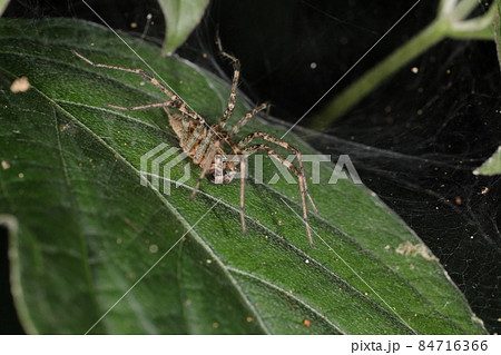 生き物 蜘蛛 コクサグモ、生垣などにたくさん目立つ棚網があるとこのクモのせいかもしれません 生き物 蜘蛛 コクサグモ、生垣などにたくさん目立つ棚網があるとこのクモのせいかもしれません 84716366