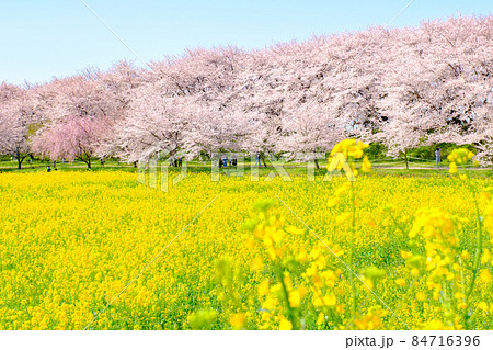権現堂桜堤 84716396