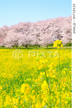 権現堂桜堤 84716410
