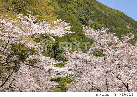 桜 桜 84716611