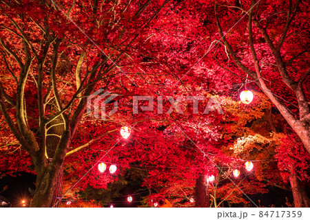 《山梨県》山中湖の紅葉・ライトアップ 《山梨県》山中湖の紅葉・ライトアップ 84717359