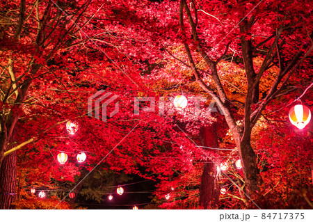 《山梨県》山中湖の紅葉・ライトアップ 84717375