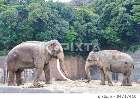 夫婦のインドゾウ 夫婦のインドゾウ 84717410
