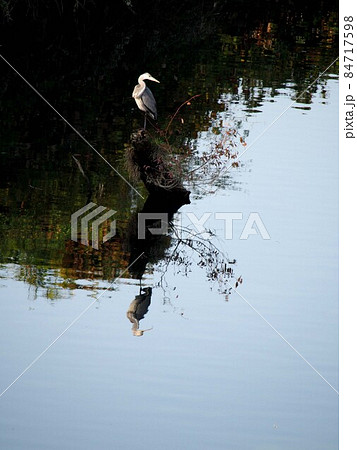 見返りアオサギ！（鏡川の流木の上で振り向く青鷺） 84717598