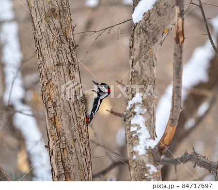 Little woodpecker sits on a tree trunk with snow in winter. The great spotted woodpecker, Dendrocopos major Little woodpecker sits on a tree trunk with snow in winter. The great spotted woodpecker, Dendrocopos major 84717697
