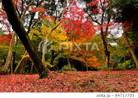 名鉄沿線日長神社もみじ谷の紅葉 84717703