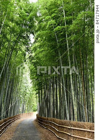 知多市ちたのちくりん 84717944