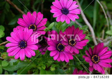 Gerbera ガーベラ Gerbera ガーベラ 84718289
