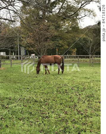 うらかわ優駿ビレッジアエルの放牧地 84718326