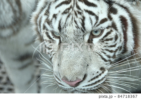ホワイトタイガー 84718367