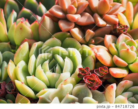 多肉植物寄せ植え 多肉植物寄せ植え 84718726