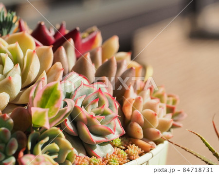 多肉植物寄せ植え 84718731