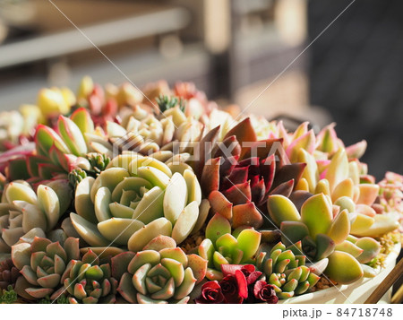 多肉植物寄せ植え 84718748