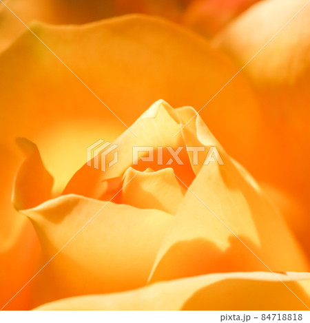 Botanical concept, wedding invitation card - Soft focus, abstract floral background, yellow rose flower. Macro flowers backdrop for holiday brand design Botanical concept, wedding invitation card - Soft focus, abstract floral background, yellow rose flower. Macro flowers backdrop for holiday brand design 84718818