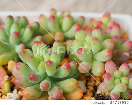 多肉植物乙女心 多肉植物乙女心 84718959