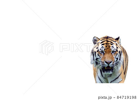 寅年の年賀状素材【白背景】 84719198