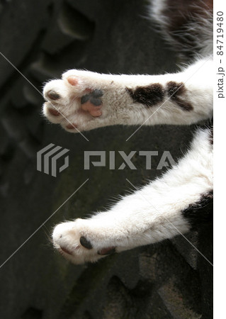 猫 白黒 肉球 猫 白黒 肉球 84719480