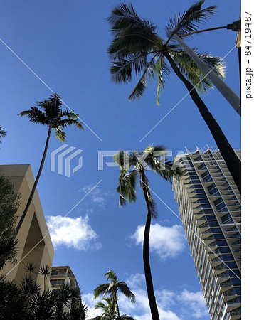 旅行先のハワイで見上げた青空とヤシの木 84719487