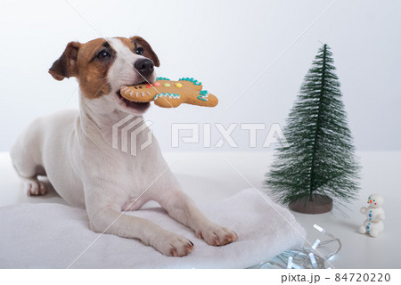 Jack russell terrier dog holds a christmas cookie in his mouth Jack russell terrier dog holds a christmas cookie in his mouth 84720220