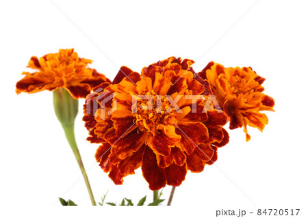 Growing marigolds isolated on white Growing marigolds isolated on white 84720517