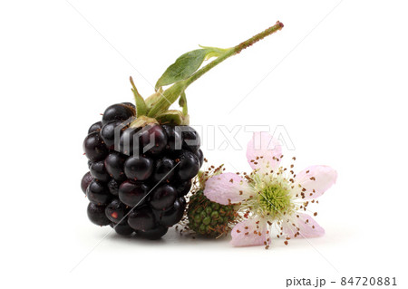 Blackberry and flower Blackberry and flower 84720881