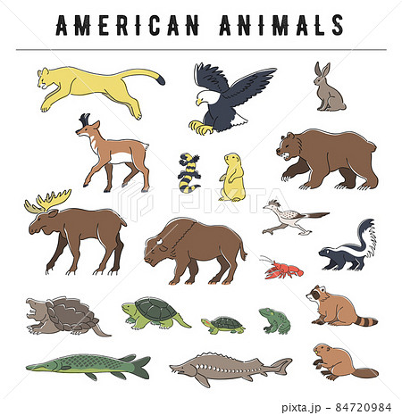 アメリカ大陸に生息する動物のイラストセット 84720984