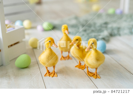 Easter studio decoration. ducklings walks on background of colorful dyed eggs, wooden boxes. Easter studio decoration. ducklings walks on background of colorful dyed eggs, wooden boxes. 84721217