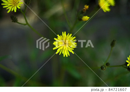 多摩丘陵の野草 多摩丘陵の野草 84721607