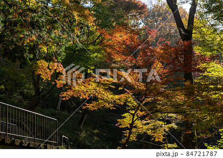 秋の瑠璃光院と周辺の風景 84721787