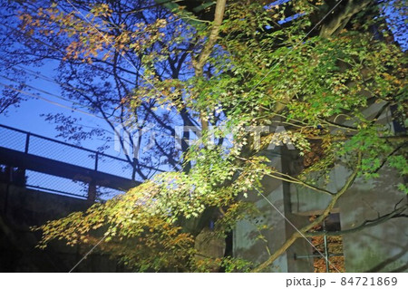 駅前の紅葉 駅前の紅葉 84721869