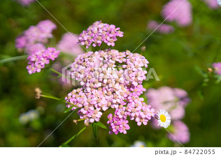 薄桃色の西洋鋸草 薄桃色の西洋鋸草 84722055