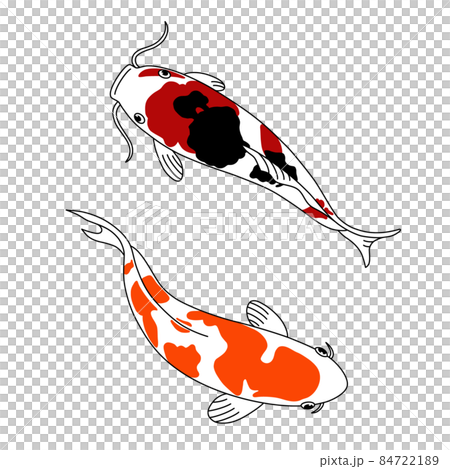 悠々と泳ぐ美しい模様の錦鯉 84722189