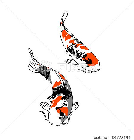悠々と泳ぐ美しい模様の錦鯉のイラスト素材