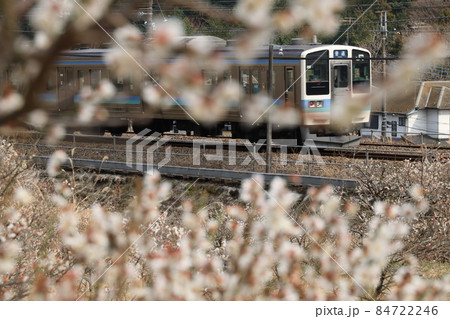梅の花と中央線 84722246