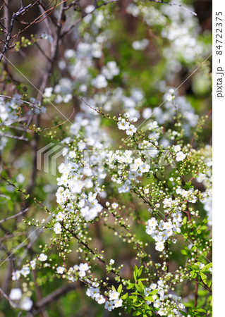 満開の白いユキヤナギの花【春の風景】 84722375